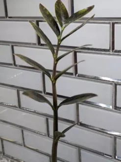 Zamioculcas ZZ Plant Cutting