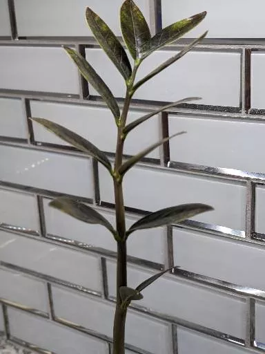 Zamioculcas ZZ Plant Cutting 3 Zamioculcas ZZ Plant Cutting