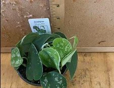 Scindapsus Silver Ann 3 Scindapsus Silver Ann