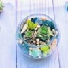 Sea Glass And Driftwood Terrarium Kit -Cheap Plantly Store sea glass