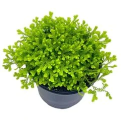 Garden Selaginella, 4 Inch, Gold Club Moss, Golden Kraussiana -Cheap Plantly Store sela1 1