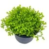 Garden Selaginella, 4 Inch, Gold Club Moss, Golden Kraussiana -Cheap Plantly Store sela1