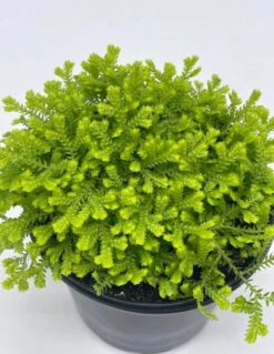 Garden Selaginella, 4 Inch, Gold Club Moss, Golden Kraussiana -Cheap Plantly Store sela2