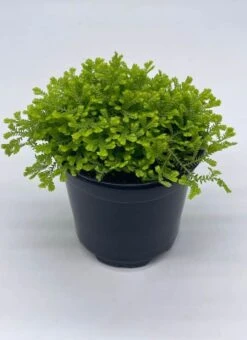 Garden Selaginella, 4 Inch, Gold Club Moss, Golden Kraussiana -Cheap Plantly Store sela3