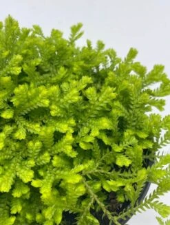 Garden Selaginella, 4 Inch, Gold Club Moss, Golden Kraussiana -Cheap Plantly Store sela5