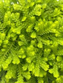 Garden Selaginella, 4 Inch, Gold Club Moss, Golden Kraussiana -Cheap Plantly Store sela6