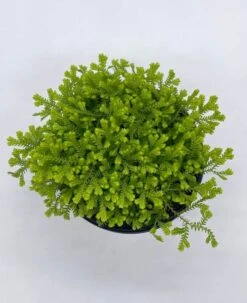 Garden Selaginella, 4 Inch, Gold Club Moss, Golden Kraussiana -Cheap Plantly Store sela7