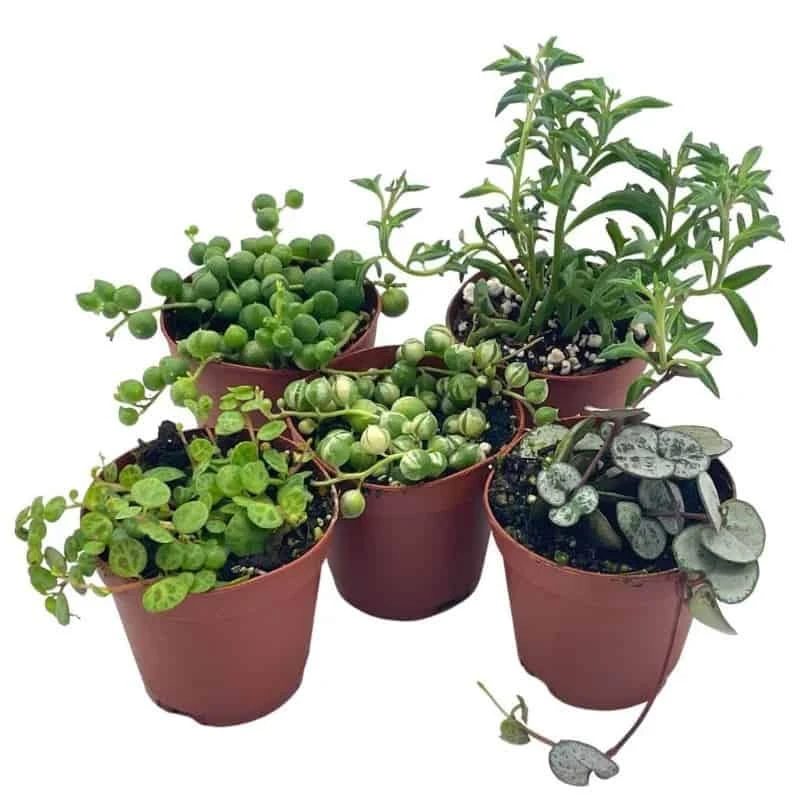 Succulent Strings Set, Variegated String Of Pearls, Turtles, Hearts, Dolphins And/or Needles, Premium Assortment, In 2 Inch Pots, Plant Gift 4 Succulent Strings Set, Variegated String Of Pearls, Turtles, Hearts, Dolphins And/or Needles, Premium Assortment, In 2 Inch Pots, Plant Gift - Image 2