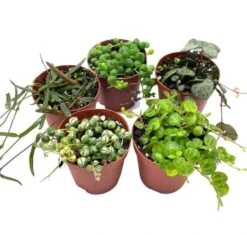 Succulent Strings Set, Variegated String Of Pearls, Turtles, Hearts, Dolphins And/or Needles, Premium Assortment, In 2 Inch Pots, Plant Gift 10 Succulent Strings Set, Variegated String Of Pearls, Turtles, Hearts, Dolphins And/or Needles, Premium Assortment, In 2 Inch Pots, Plant Gift -Cheap Plantly Store sen1 1