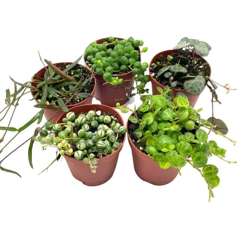 Succulent Strings Set, Variegated String Of Pearls, Turtles, Hearts, Dolphins And/or Needles, Premium Assortment, In 2 Inch Pots, Plant Gift 3 Succulent Strings Set, Variegated String Of Pearls, Turtles, Hearts, Dolphins And/or Needles, Premium Assortment, In 2 Inch Pots, Plant Gift