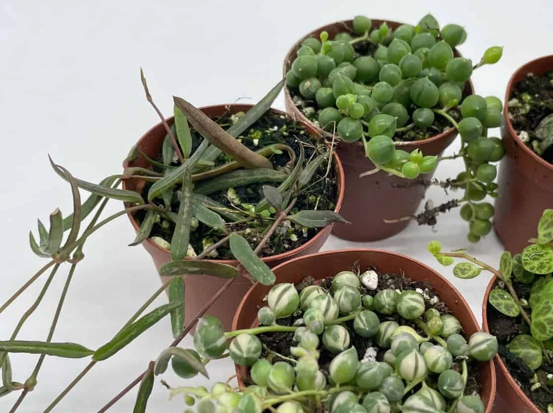 Succulent Strings Set, Variegated String Of Pearls, Turtles, Hearts, Dolphins And/or Needles, Premium Assortment, In 2 Inch Pots, Plant Gift 6 Succulent Strings Set, Variegated String Of Pearls, Turtles, Hearts, Dolphins And/or Needles, Premium Assortment, In 2 Inch Pots, Plant Gift - Image 4
