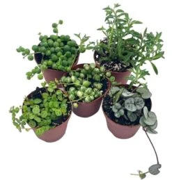 Succulent Strings Set, Variegated String Of Pearls, Turtles, Hearts, Dolphins And/or Needles, Premium Assortment, In 2 Inch Pots, Plant Gift 12 Succulent Strings Set, Variegated String Of Pearls, Turtles, Hearts, Dolphins And/or Needles, Premium Assortment, In 2 Inch Pots, Plant Gift -Cheap Plantly Store sen3