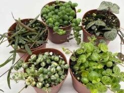 Succulent Strings Set, Variegated String Of Pearls, Turtles, Hearts, Dolphins And/or Needles, Premium Assortment, In 2 Inch Pots, Plant Gift 13 Succulent Strings Set, Variegated String Of Pearls, Turtles, Hearts, Dolphins And/or Needles, Premium Assortment, In 2 Inch Pots, Plant Gift -Cheap Plantly Store sen5