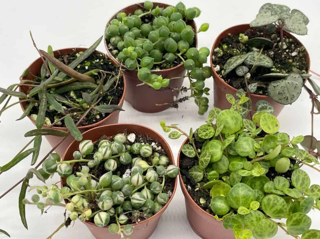 Succulent Strings Set, Variegated String Of Pearls, Turtles, Hearts, Dolphins And/or Needles, Premium Assortment, In 2 Inch Pots, Plant Gift 8 Succulent Strings Set, Variegated String Of Pearls, Turtles, Hearts, Dolphins And/or Needles, Premium Assortment, In 2 Inch Pots, Plant Gift - Image 6