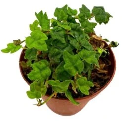 String Of Frogs, In A 2 Inch Pot, Frog Feet Plant, Ficus Pumila Quercifolia, Oakleaf Creeping Fig 9 String Of Frogs, In A 2 Inch Pot, Frog Feet Plant, Ficus Pumila Quercifolia, Oakleaf Creeping Fig -Cheap Plantly Store sfrog