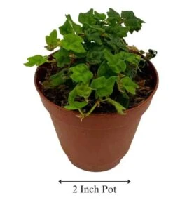 String Of Frogs, In A 2 Inch Pot, Frog Feet Plant, Ficus Pumila Quercifolia, Oakleaf Creeping Fig 10 String Of Frogs, In A 2 Inch Pot, Frog Feet Plant, Ficus Pumila Quercifolia, Oakleaf Creeping Fig -Cheap Plantly Store sfrog2 1