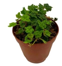 String Of Frogs, In A 2 Inch Pot, Frog Feet Plant, Ficus Pumila Quercifolia, Oakleaf Creeping Fig 11 String Of Frogs, In A 2 Inch Pot, Frog Feet Plant, Ficus Pumila Quercifolia, Oakleaf Creeping Fig -Cheap Plantly Store sfrog3