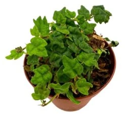 String Of Frogs, In A 2 Inch Pot, Frog Feet Plant, Ficus Pumila Quercifolia, Oakleaf Creeping Fig 12 String Of Frogs, In A 2 Inch Pot, Frog Feet Plant, Ficus Pumila Quercifolia, Oakleaf Creeping Fig -Cheap Plantly Store sfrog4
