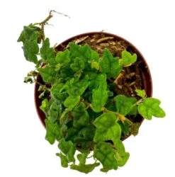 String Of Frogs, In A 2 Inch Pot, Frog Feet Plant, Ficus Pumila Quercifolia, Oakleaf Creeping Fig 13 String Of Frogs, In A 2 Inch Pot, Frog Feet Plant, Ficus Pumila Quercifolia, Oakleaf Creeping Fig -Cheap Plantly Store sfrog5