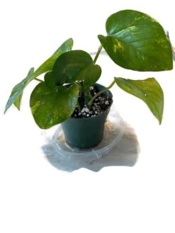Golden Pathos (Epipremnum Aureum) In A 4 Inch Pot! 11 Golden Pathos (Epipremnum Aureum) In A 4 Inch Pot! -Cheap Plantly Store shadow 1 1