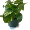 Golden Pathos (Epipremnum Aureum) In A 6 Inch Pot! 2 Golden Pathos (Epipremnum Aureum) In A 6 Inch Pot! -Cheap Plantly Store shadow 2 1