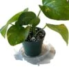 Golden Pathos (Epipremnum Aureum) In A 4 Inch Pot! -Cheap Plantly Store shadow 2 2