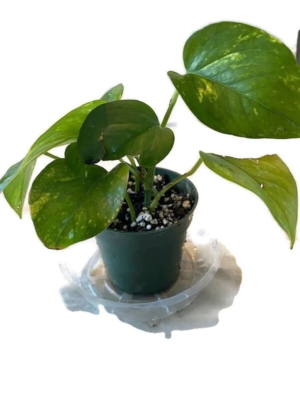 Golden Pathos (Epipremnum Aureum) In A 4 Inch Pot! 3 Golden Pathos (Epipremnum Aureum) In A 4 Inch Pot!