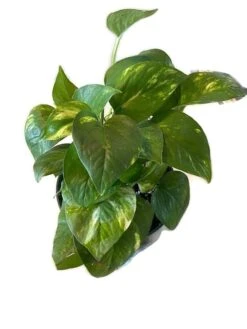 Golden Pathos (Epipremnum Aureum) In A 6 Inch Pot! -Cheap Plantly Store shadow 3
