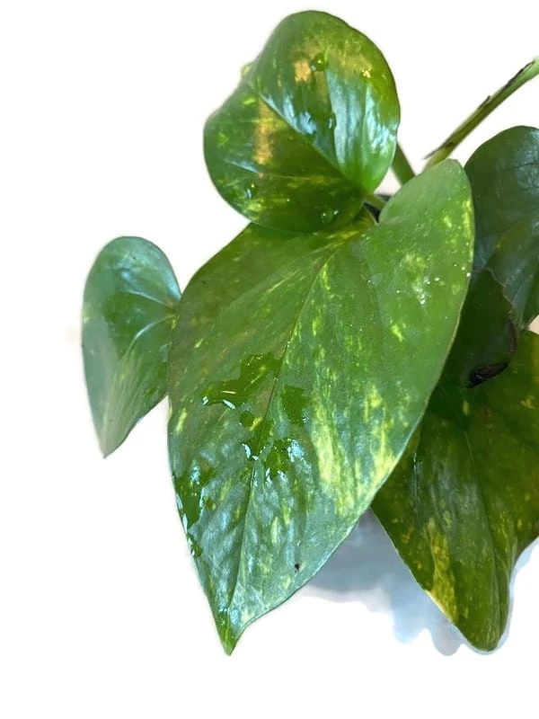 Golden Pathos (Epipremnum Aureum) In A 4 Inch Pot! 6 Golden Pathos (Epipremnum Aureum) In A 4 Inch Pot! - Image 4