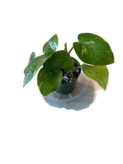 Golden Pathos (Epipremnum Aureum) In A 4 Inch Pot! 9 Golden Pathos (Epipremnum Aureum) In A 4 Inch Pot! -Cheap Plantly Store shadow top
