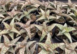 Small Succulent Plant - Aloe Castilloniae.. An Extremely Rare And Unique Aloe. A Beautifully Different Shape And Color -Cheap Plantly Store sm castilloniae 3