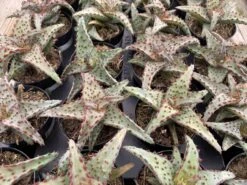 Small Succulent Plant - Aloe Castilloniae.. An Extremely Rare And Unique Aloe. A Beautifully Different Shape And Color -Cheap Plantly Store sm castilloniae 5