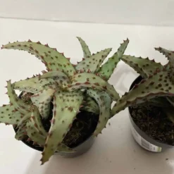 Small Succulent Plant - Aloe Castilloniae.. An Extremely Rare And Unique Aloe. A Beautifully Different Shape And Color -Cheap Plantly Store sm castilloniae 7