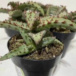 Small Succulent Plant - Aloe Castilloniae.. An Extremely Rare And Unique Aloe. A Beautifully Different Shape And Color -Cheap Plantly Store sm castilloniae 9