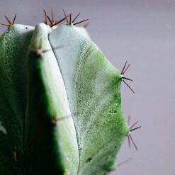 Stenocereus Pruinosus (Gray Ghost Organ Pipe) -Cheap Plantly Store spiral cactus 2