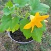 Squash Plant -Cheap Plantly Store squash rotated 1