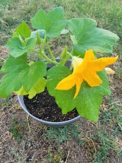 Squash Plant