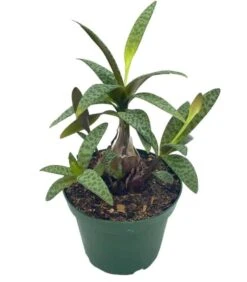 Silver Squill Leopard Plant, Ledebouria Socialis, 4 Inch -Cheap Plantly Store squill 1