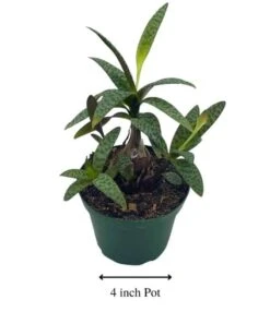 Silver Squill Leopard Plant, Ledebouria Socialis, 4 Inch -Cheap Plantly Store squill1