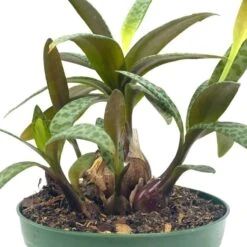 Silver Squill Leopard Plant, Ledebouria Socialis, 4 Inch -Cheap Plantly Store squill2