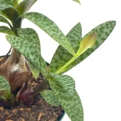 Silver Squill Leopard Plant, Ledebouria Socialis, 4 Inch -Cheap Plantly Store squill4