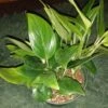 Monstera Standleyana -Cheap Plantly Store standleya1
