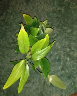 Monstera Standleyana -Cheap Plantly Store standleyana3