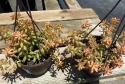 Mature Succulent Plant Sedum Adolphi 'Shooting Star'. -Cheap Plantly Store star 1 1