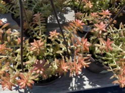 Mature Succulent Plant Sedum Adolphi 'Shooting Star'. -Cheap Plantly Store star 2