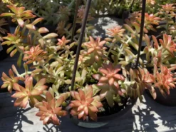 Mature Succulent Plant Sedum Adolphi 'Shooting Star'. -Cheap Plantly Store star 3