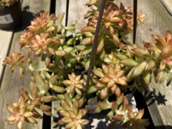 Mature Succulent Plant Sedum Adolphi 'Shooting Star'. -Cheap Plantly Store star 5 1