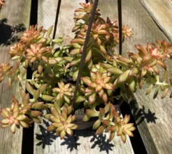 Mature Succulent Plant Sedum Adolphi 'Shooting Star'. -Cheap Plantly Store star 6