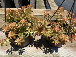 Mature Succulent Plant Sedum Adolphi 'Shooting Star'. -Cheap Plantly Store star 7