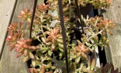 Mature Succulent Plant Sedum Adolphi 'Shooting Star'. -Cheap Plantly Store star 8